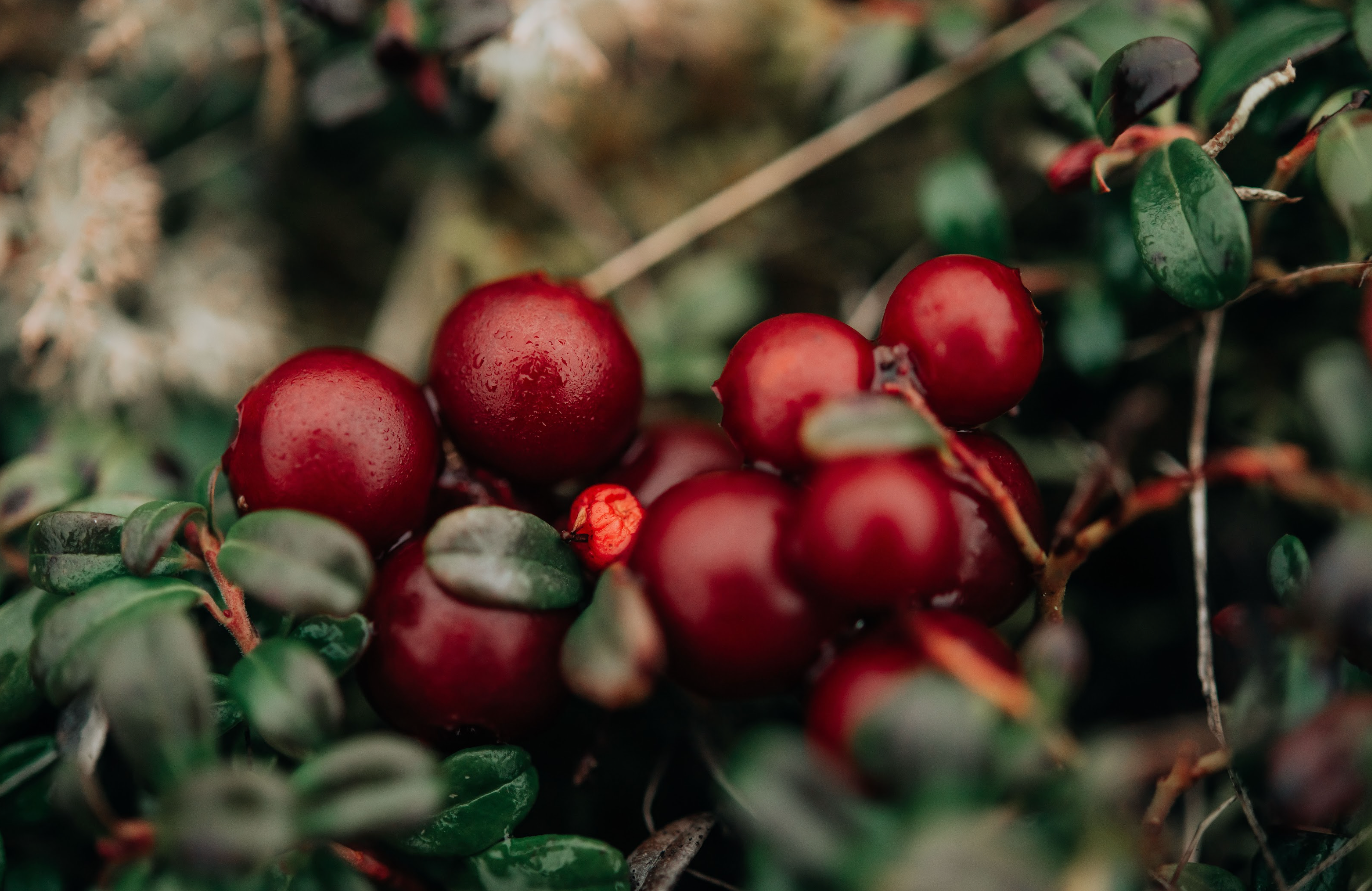The Lingonberry