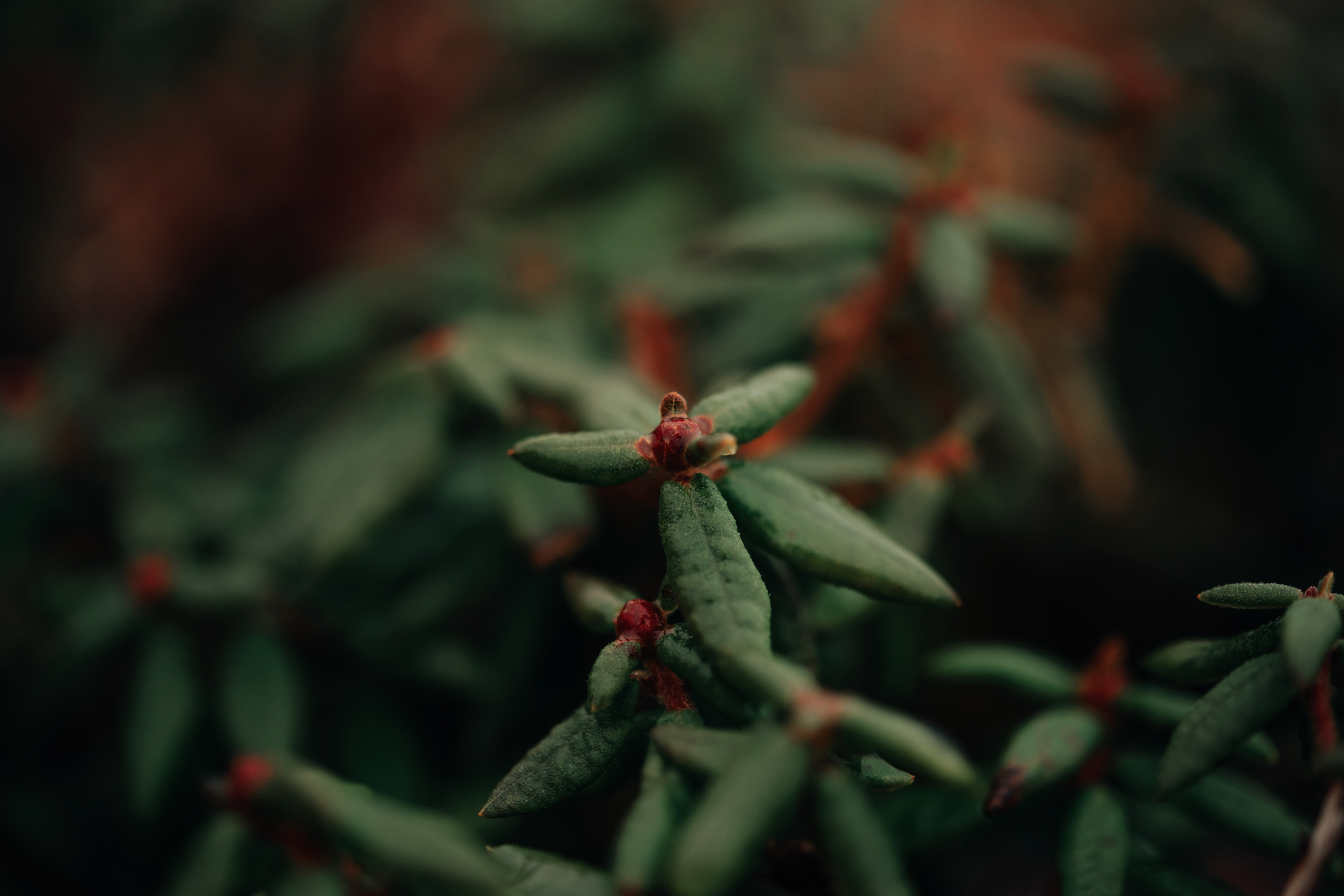 Labrador Tea