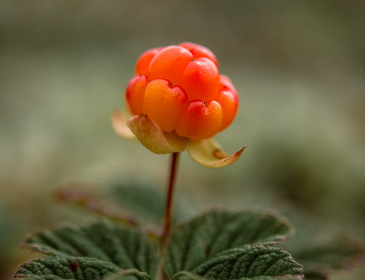 The Cloudberry